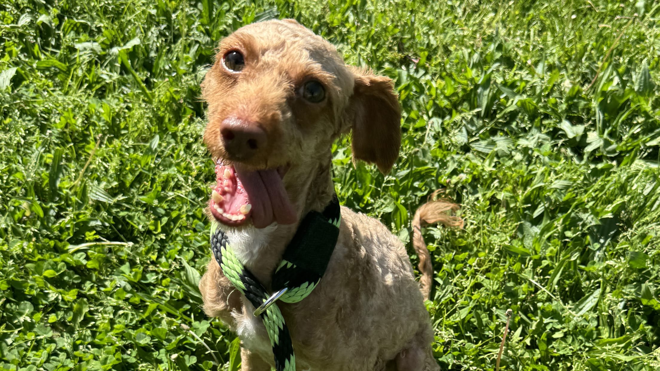 Miles Davis mini poodle