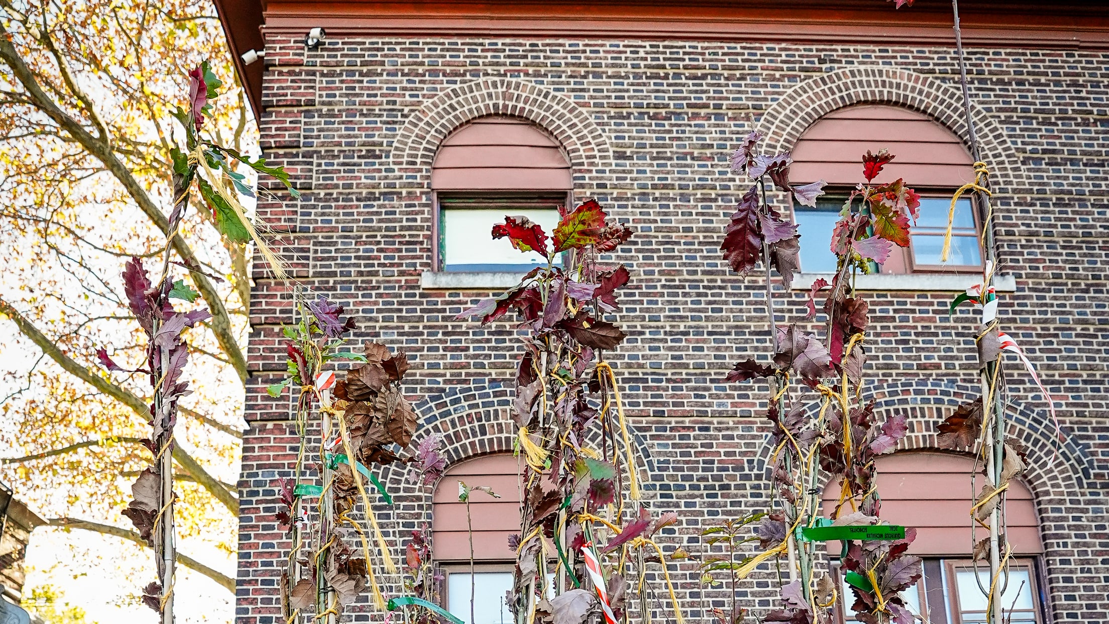 HomeRunsforTrees09620