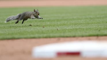 Photo: 'Rally Squirrel' makes Cardinals' World Series rings 