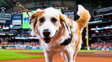 Houston Astros - We love our furry friends. It's Dog Day