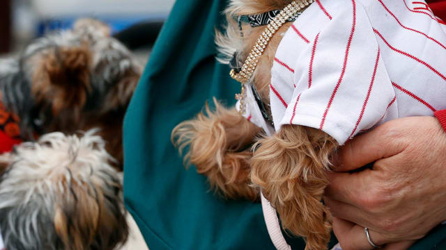 Our Dogs Are Cheering On Our Favorite MLB Team in Style in Oct