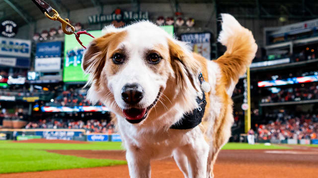 Astros' official 'Dog Day' has a pretty paw-some giveaway