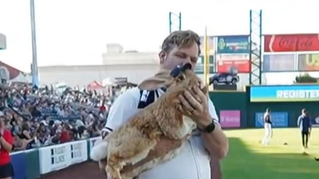 Rabbit throws out ceremonial first pitch at a Reno Aces game