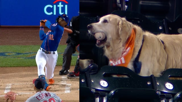 Bat dogs should be promoted to the Majors