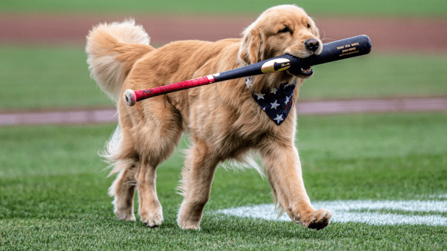 Nationals call up Bruce the bat dog for Major League debut