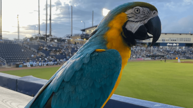 Rally Parrot helps Minor League team to comeback win