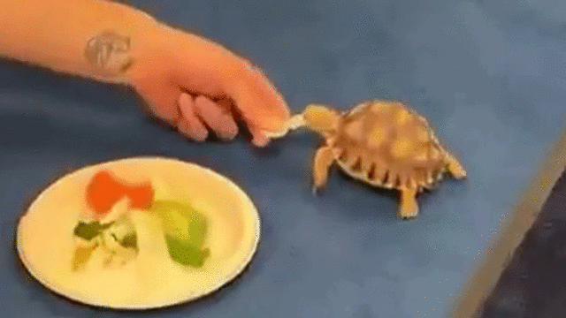 mlb.com - Anne Rogers - Murph's latest pocket surprise? A tortoise named Bobby Jr.