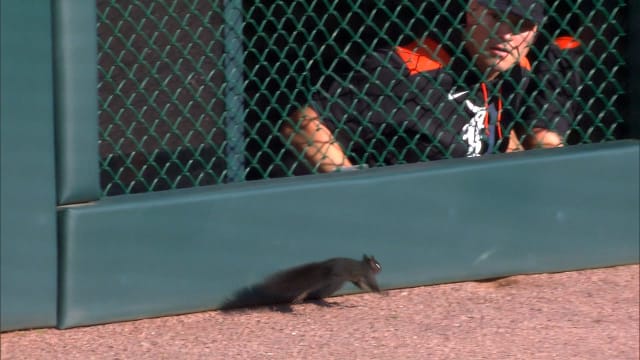 Squirrel on field in Detroit scares Tigers reliever in bullpen