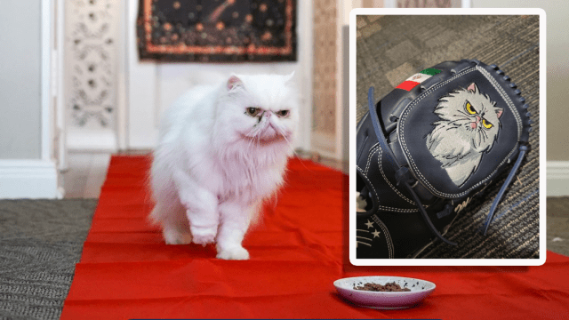Andrés Muñoz brings cat named Matilda to All-Star Game