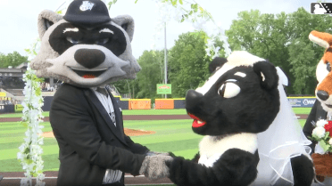 Minor League mascots tie the knot between innings
