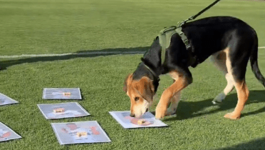 Can this dog see the future? Giants prospect helps fulfill pup prophecy