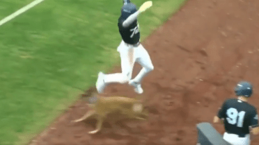 Speedy Dodgers prospect lands awkwardly while trying to avoid bat dog