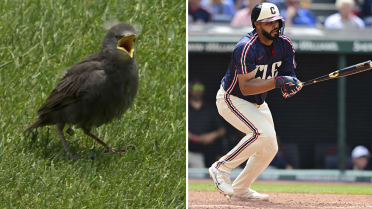 'J-Rod to the rescue': OF saves bird, then lifts team to sweep