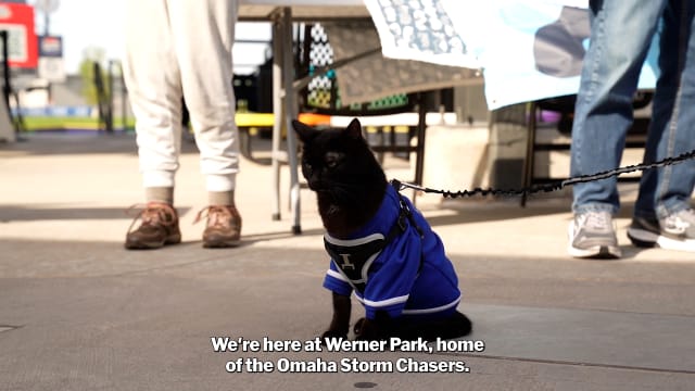Take Meow't to the Ball Game in Omaha