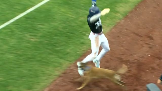 Kendall George gets tripped up by a bat dog