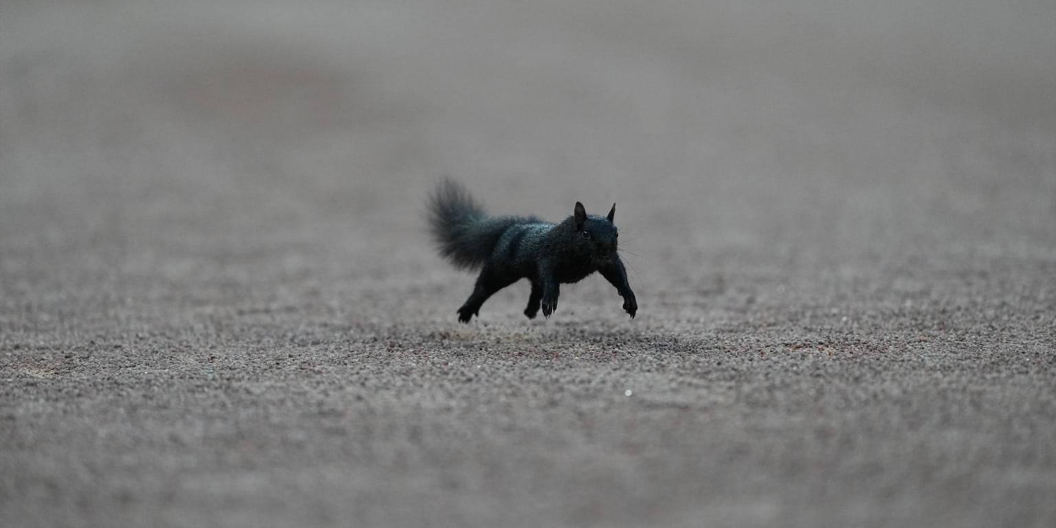 Squirrel on the loose at Comerica makes entire grounds crew go nuts