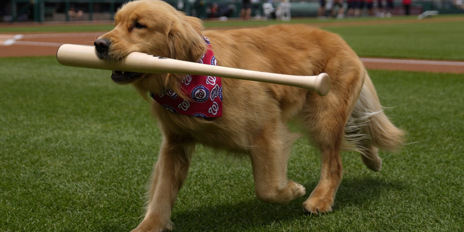 Bruce the Bat Dog makes his Major League bones at Nationals Park