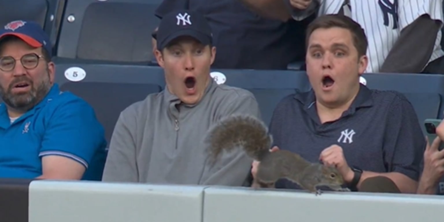 Squirrel at Yankee Stadium : r/youseeingthisshit