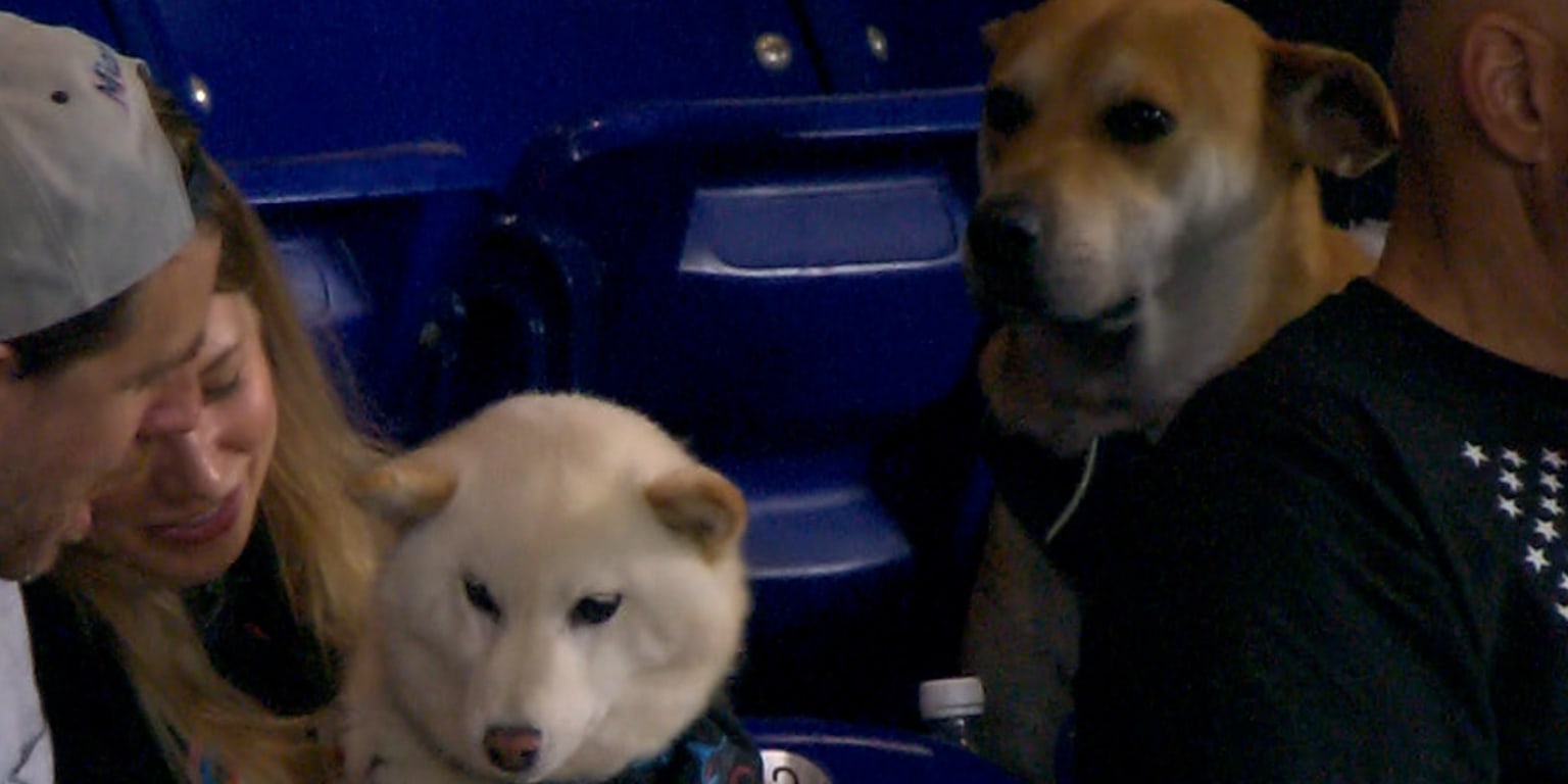 Marlins offering 'dream day' at ballpark to dog left out of frankfurter feast