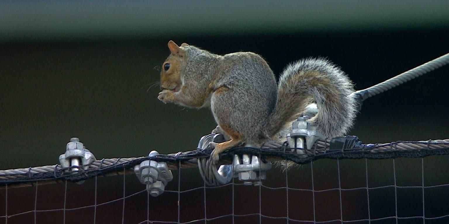 Daring squirrel safely navigates high-wire act at Citi Field