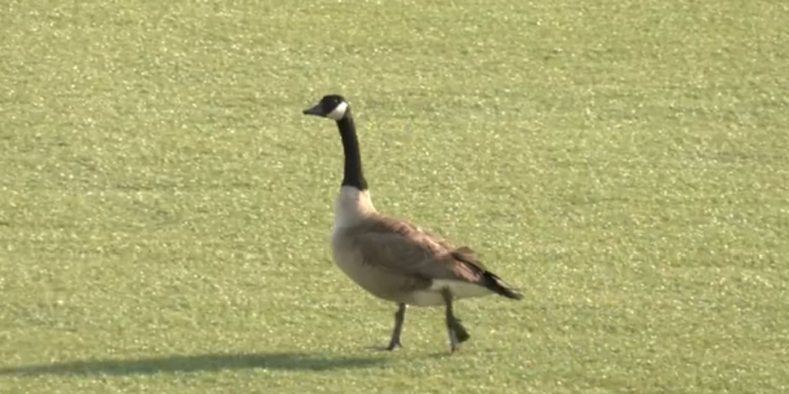 That wacky Detroit Tigers rally goose official swag you can actually get 