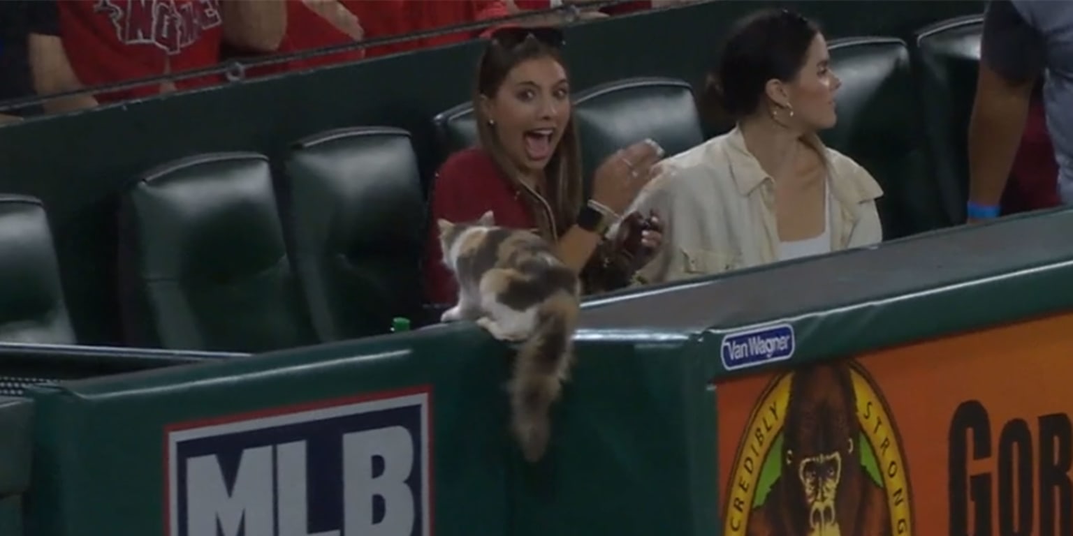 Cat leaping into stands results in 2 very completely different reactions