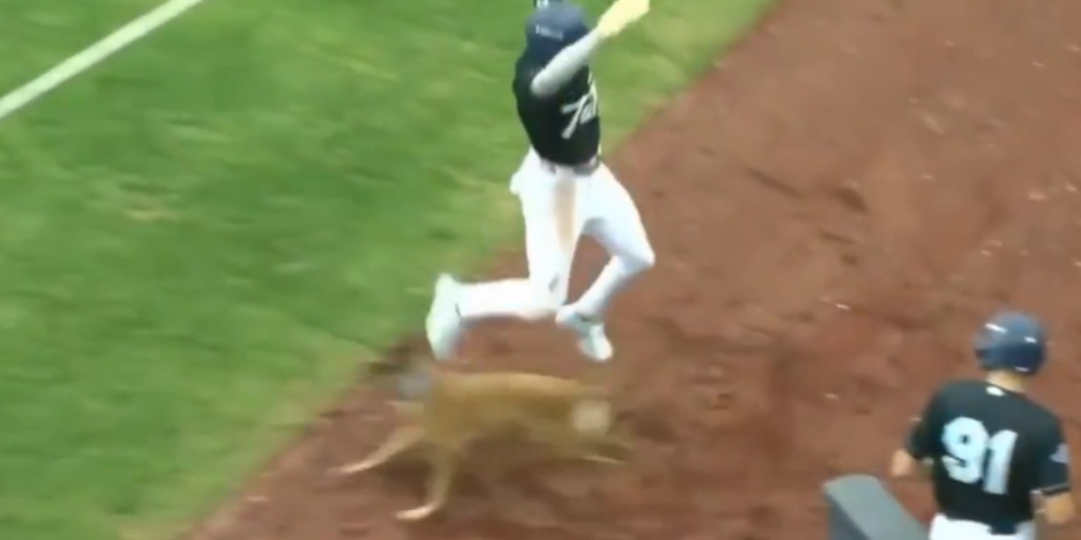 Speedy Dodgers prospect lands awkwardly while trying to avoid bat dog