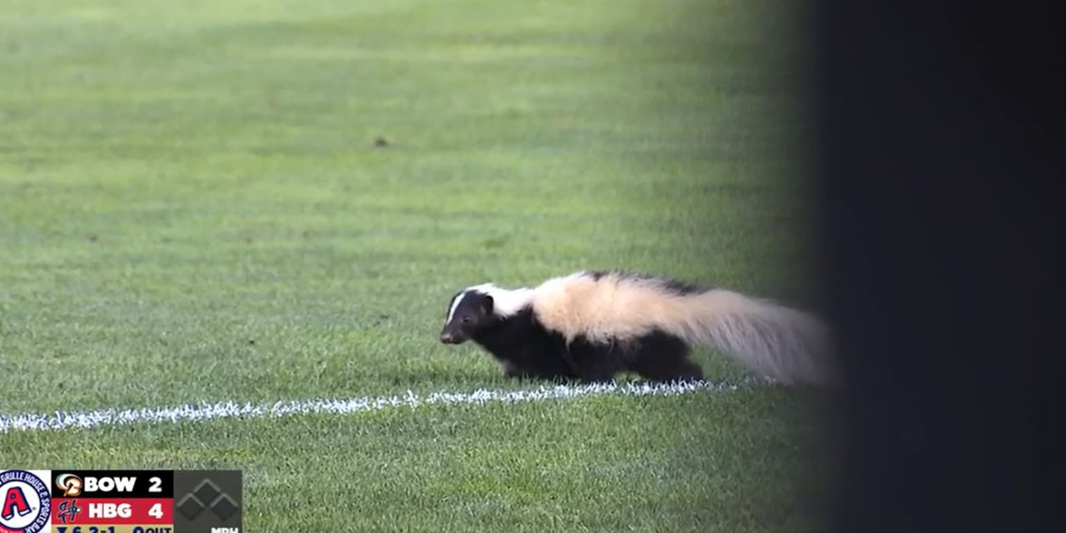 Skunk interrupts identical two Minor League groups AGAIN