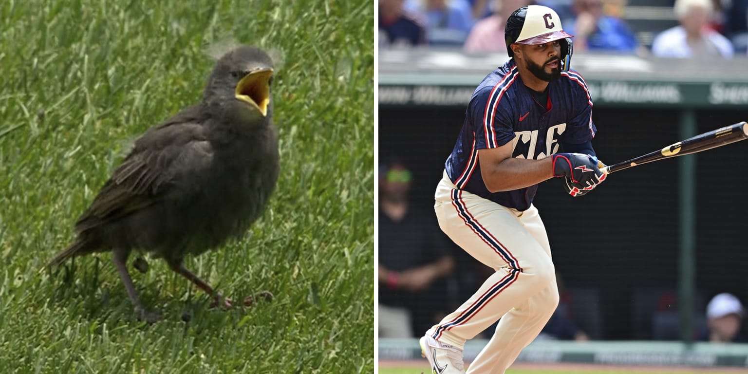 ‘J-Rod to the rescue’: OF saves bird, then lifts team to sweep