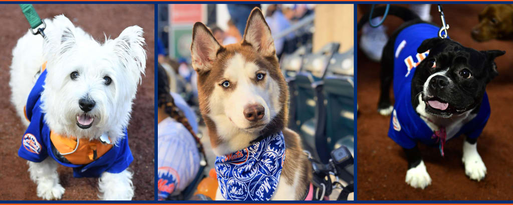 11 very good dogs we met at the Mets Puppy Parade 