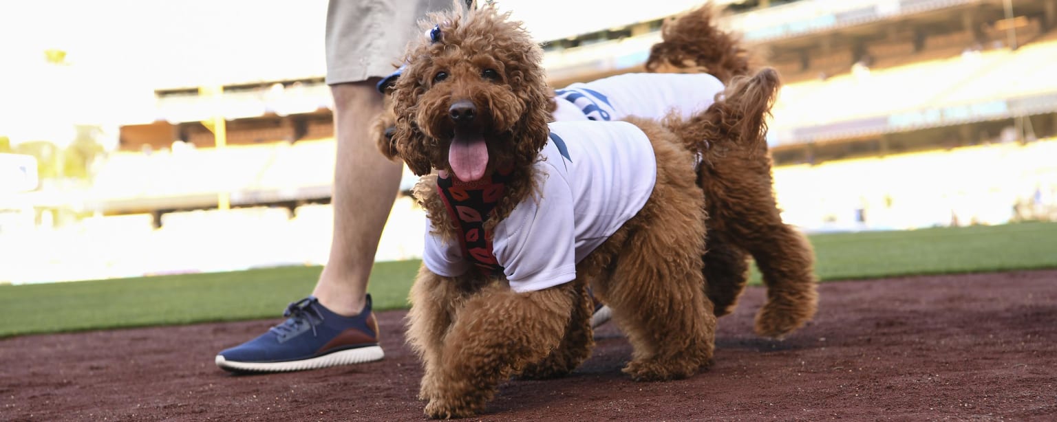 ドジャース　Dodgers ドジャードッグ ドジャース Dodgers ドジャードッグの通販 by naco's shop｜ラクマ
