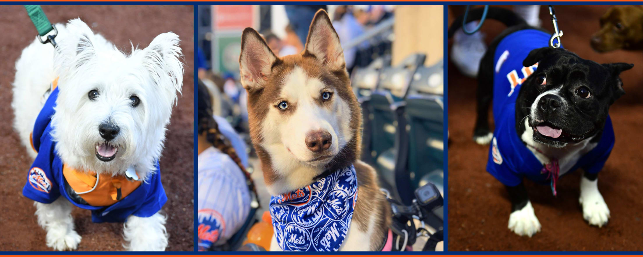 Bark at the Park: Dogs at MLB games