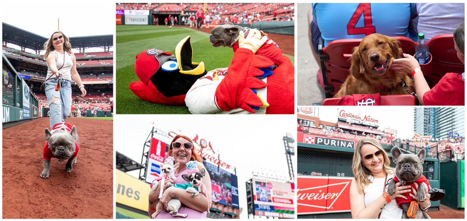 Pooches in the Ballpark St. Louis Cardinals