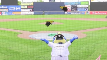 Introducing the Fighting Finches